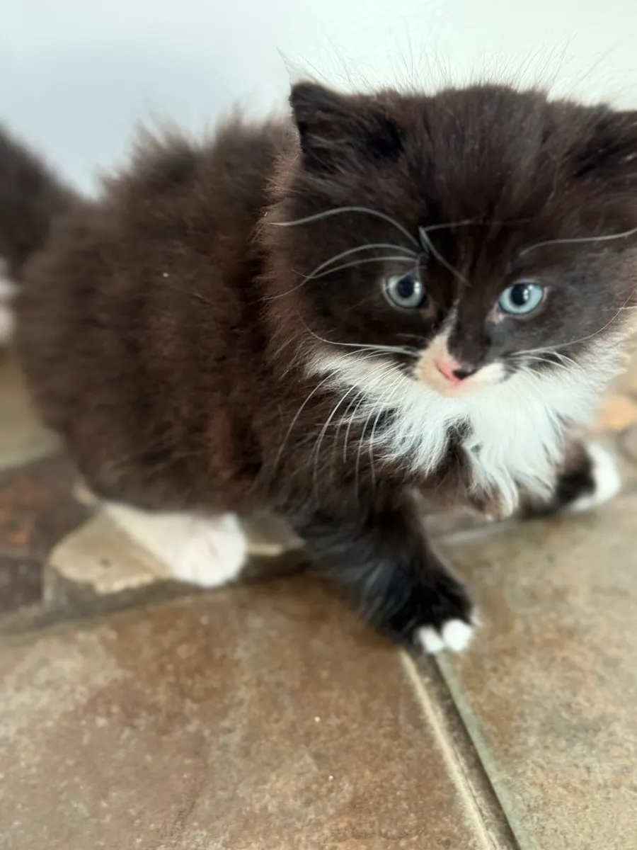 Kittens - Image 1