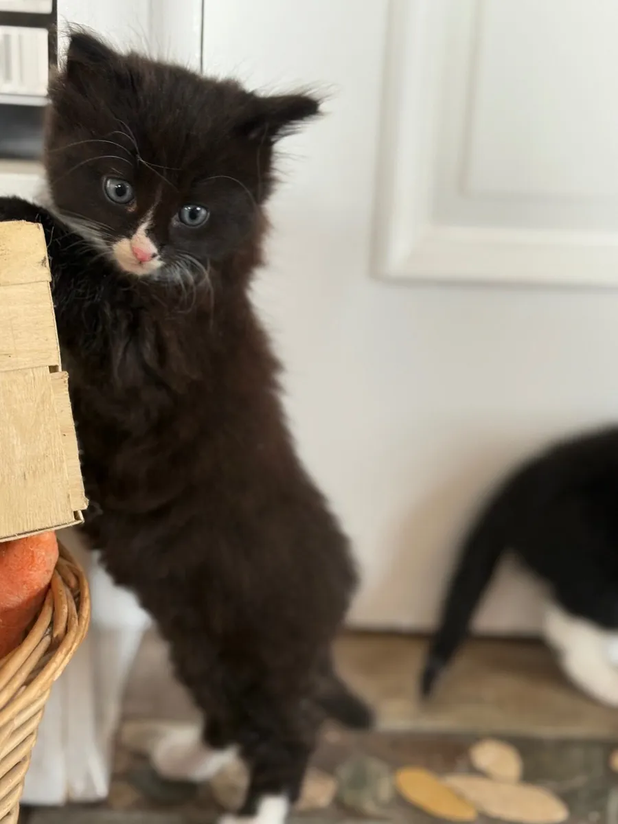 Kittens - Image 2