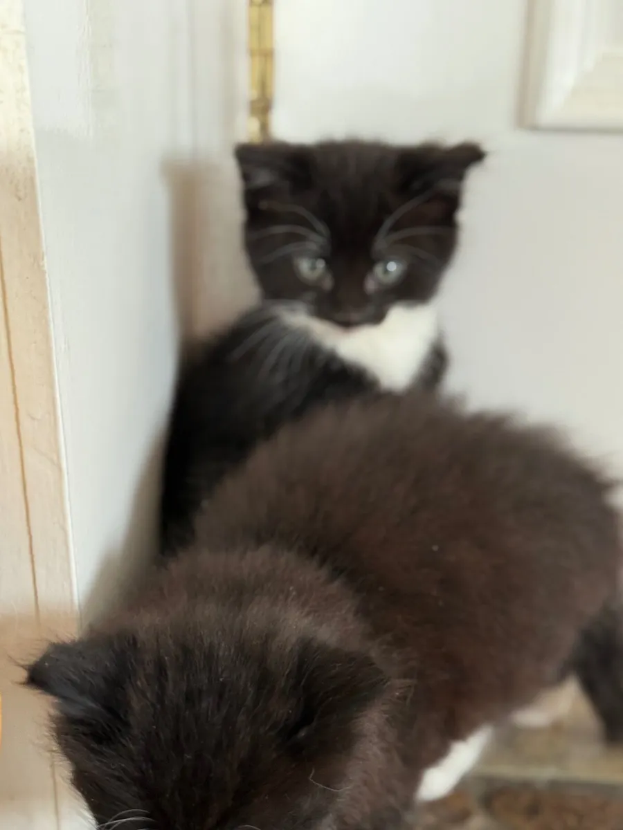 Kittens - Image 3
