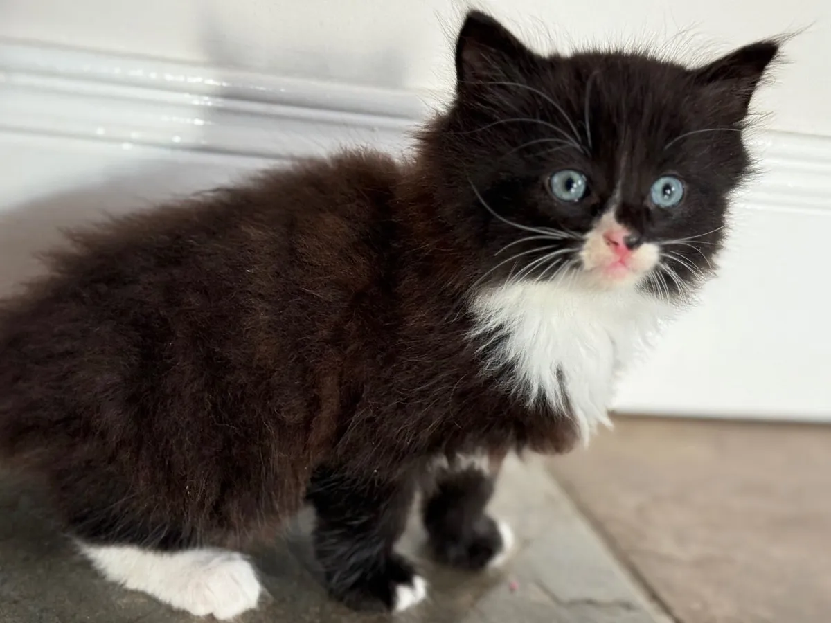 Kittens - Image 4