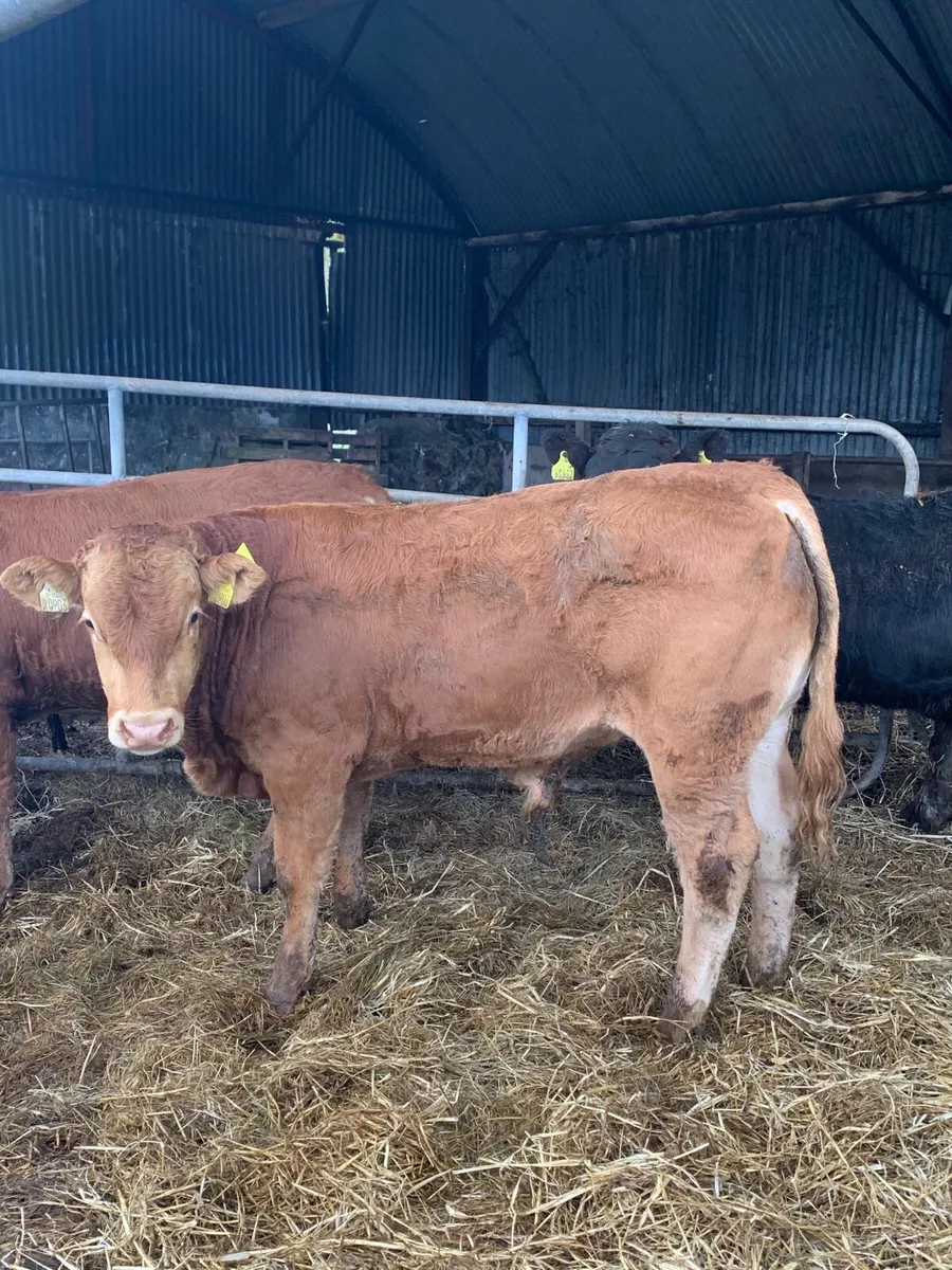 3 Super Quality LMX BULLOCKS for sale - Image 4