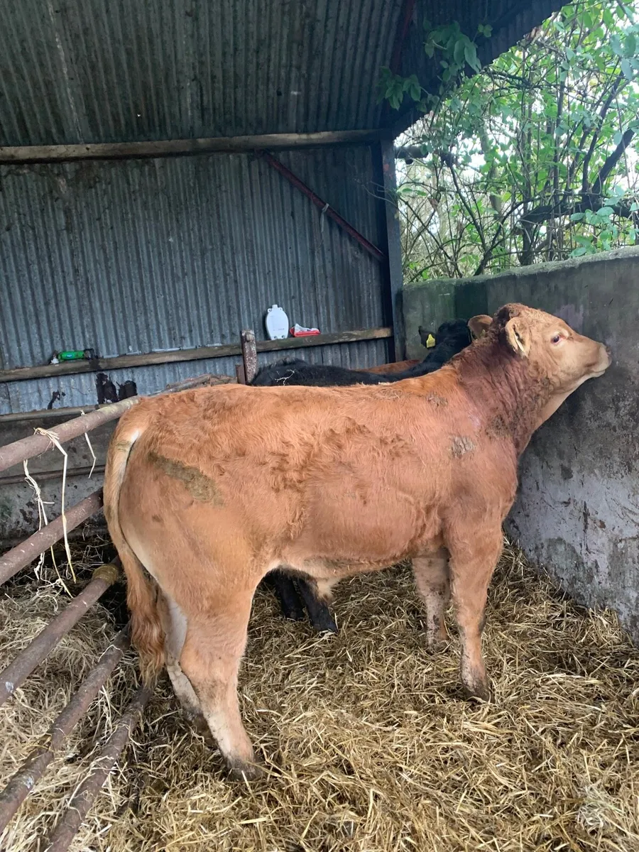 3 Super Quality LMX BULLOCKS for sale - Image 2