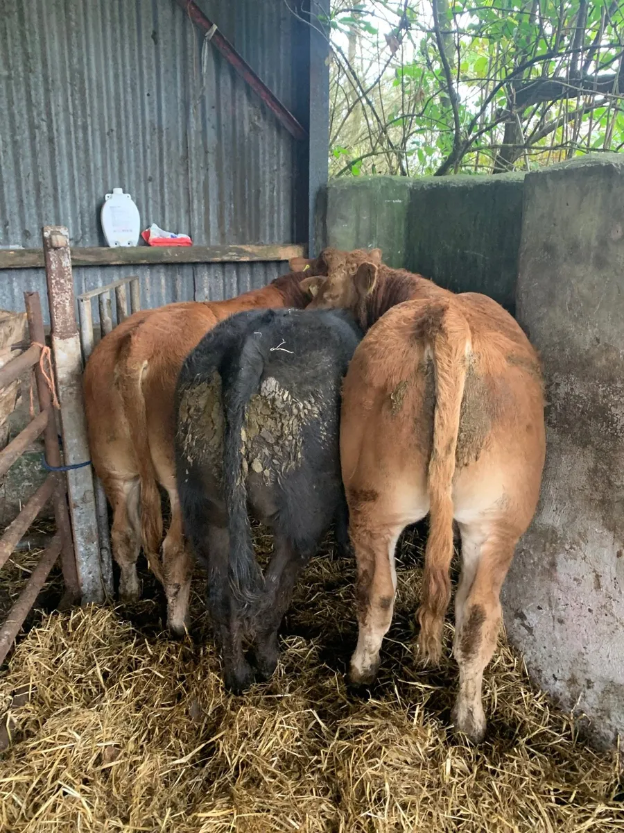 3 Super Quality LMX BULLOCKS for sale - Image 3
