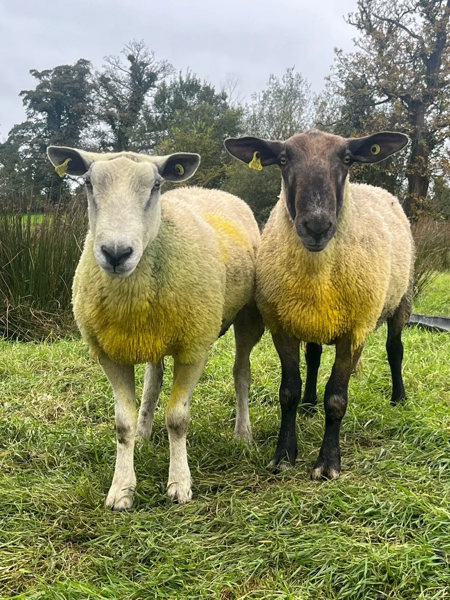 Rams Aberfield & Suffolk x blue leicester - Image 1