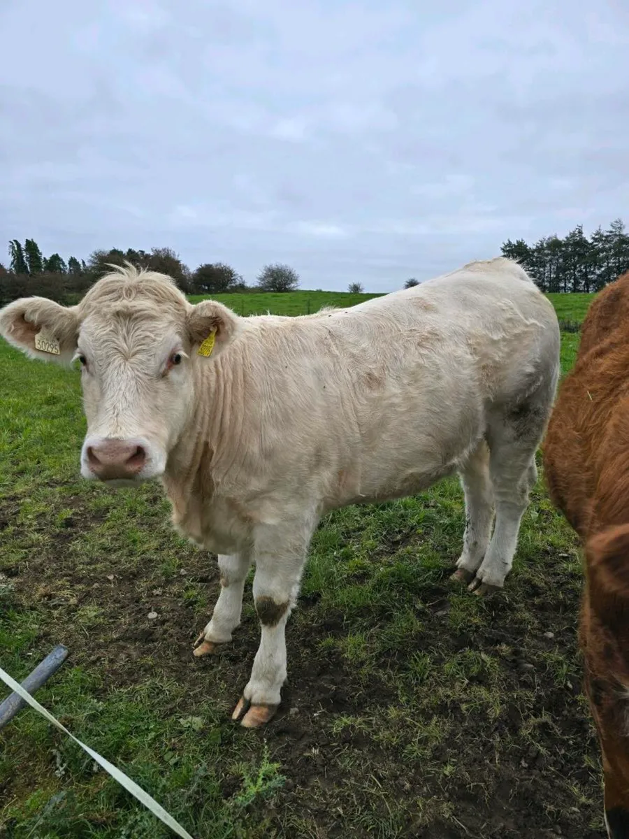 Heifer - Image 1