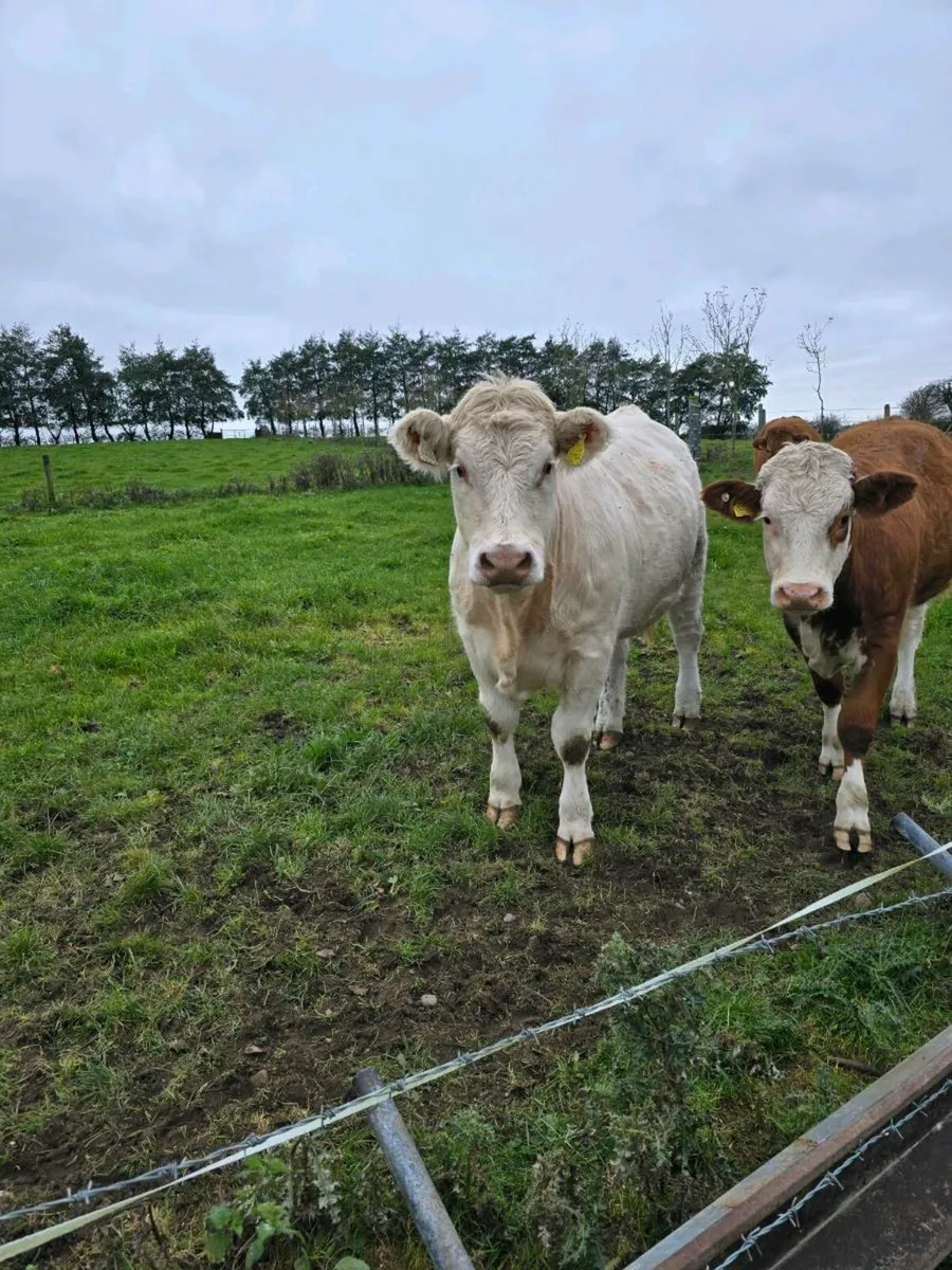 Heifer - Image 2