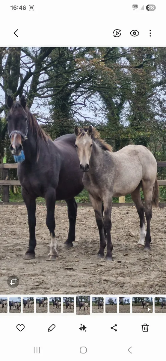 Beautiful Eventing Prospect - Image 1