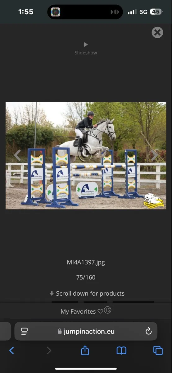 16.3 gorgeous grey mare - Image 1
