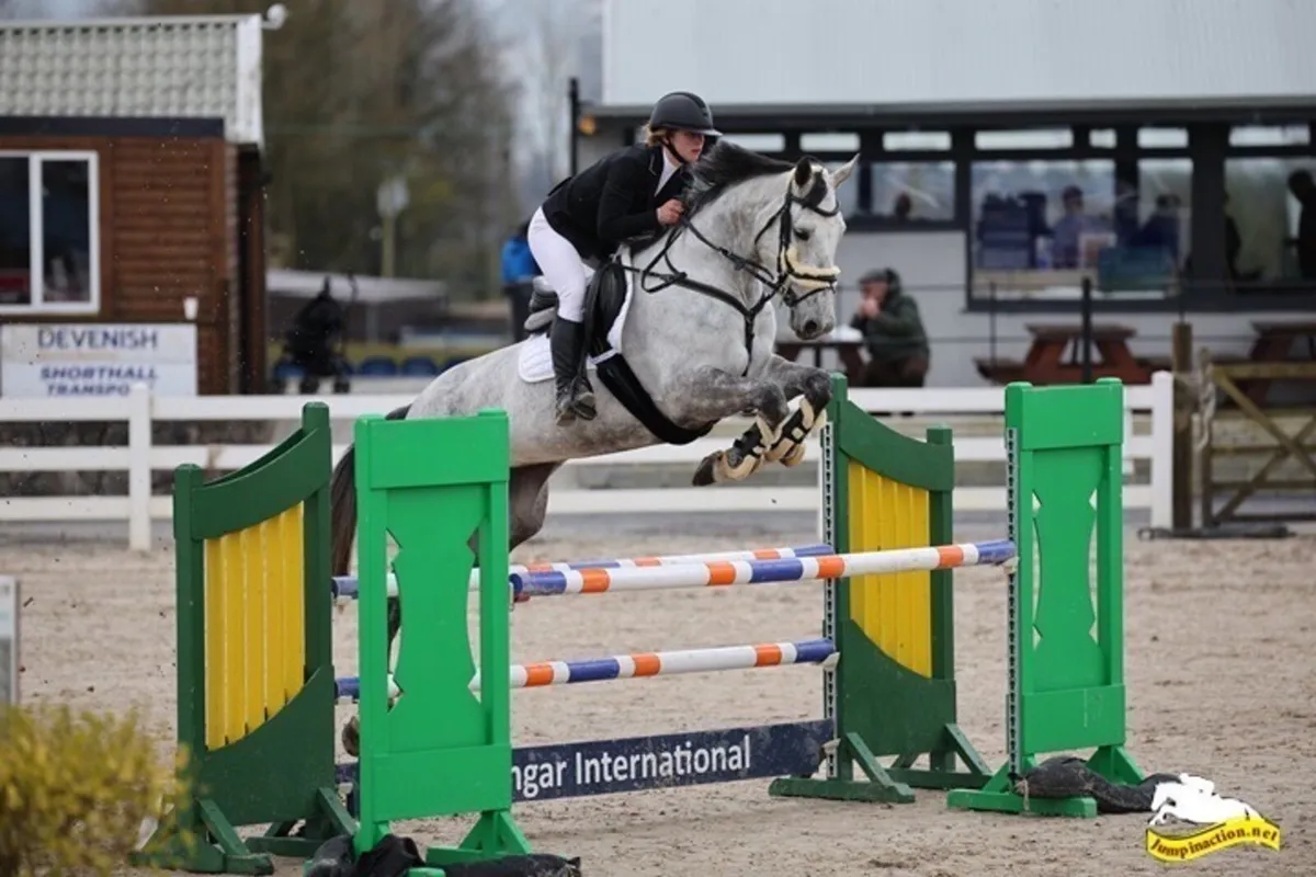 16.3 gorgeous grey mare - Image 2