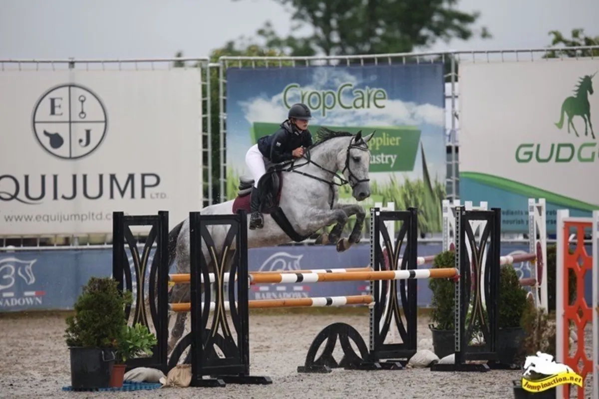 16.3 gorgeous grey mare - Image 3