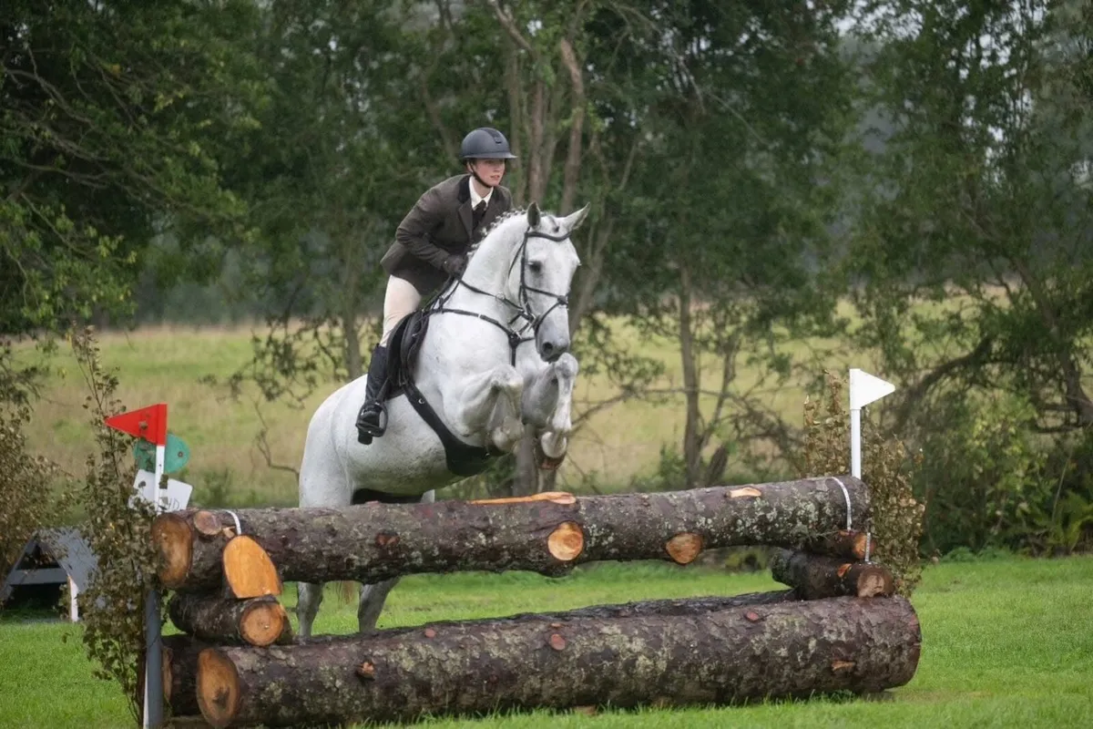 16.3 gorgeous grey mare - Image 4