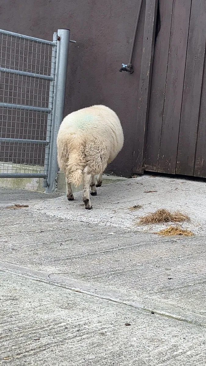 Cheviot ram lamb - Image 2