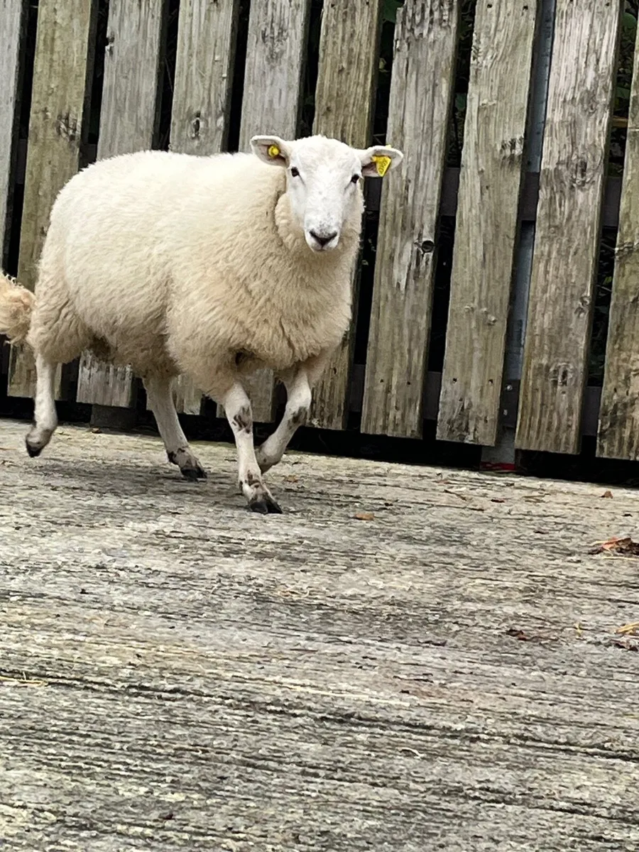 Cheviot ram lamb - Image 3