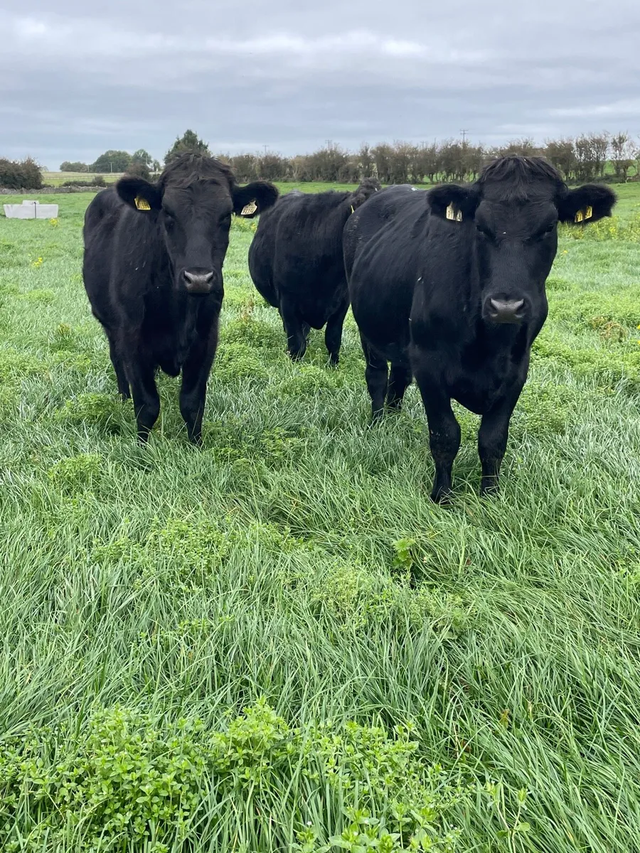 18 Angus bullocks - Image 1