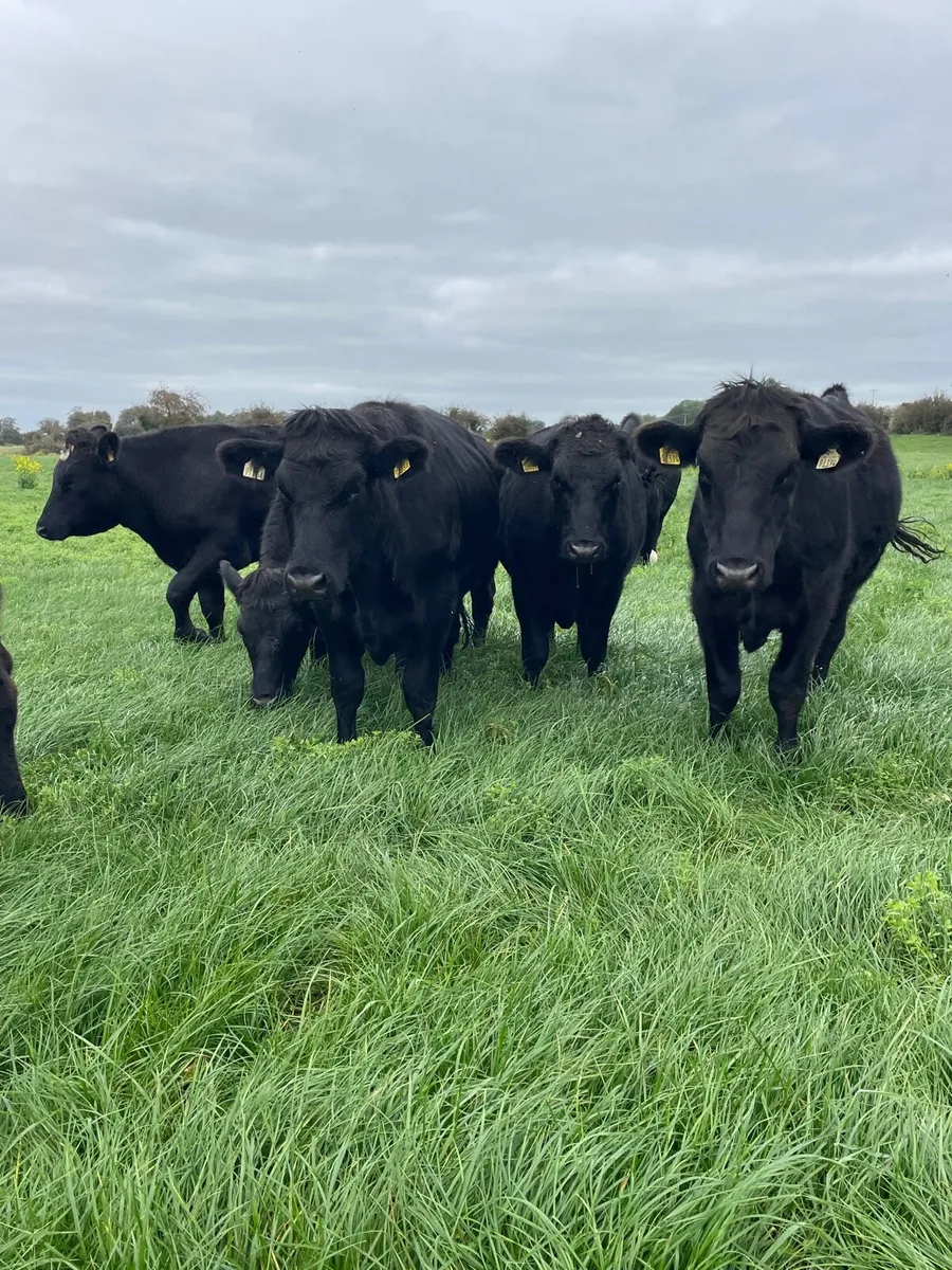 18 Angus bullocks - Image 2