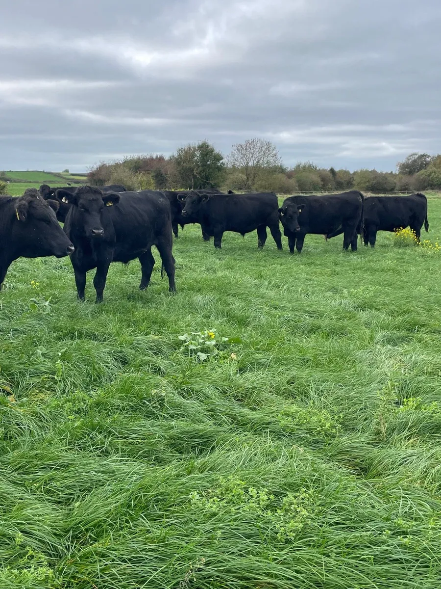 18 Angus bullocks - Image 3