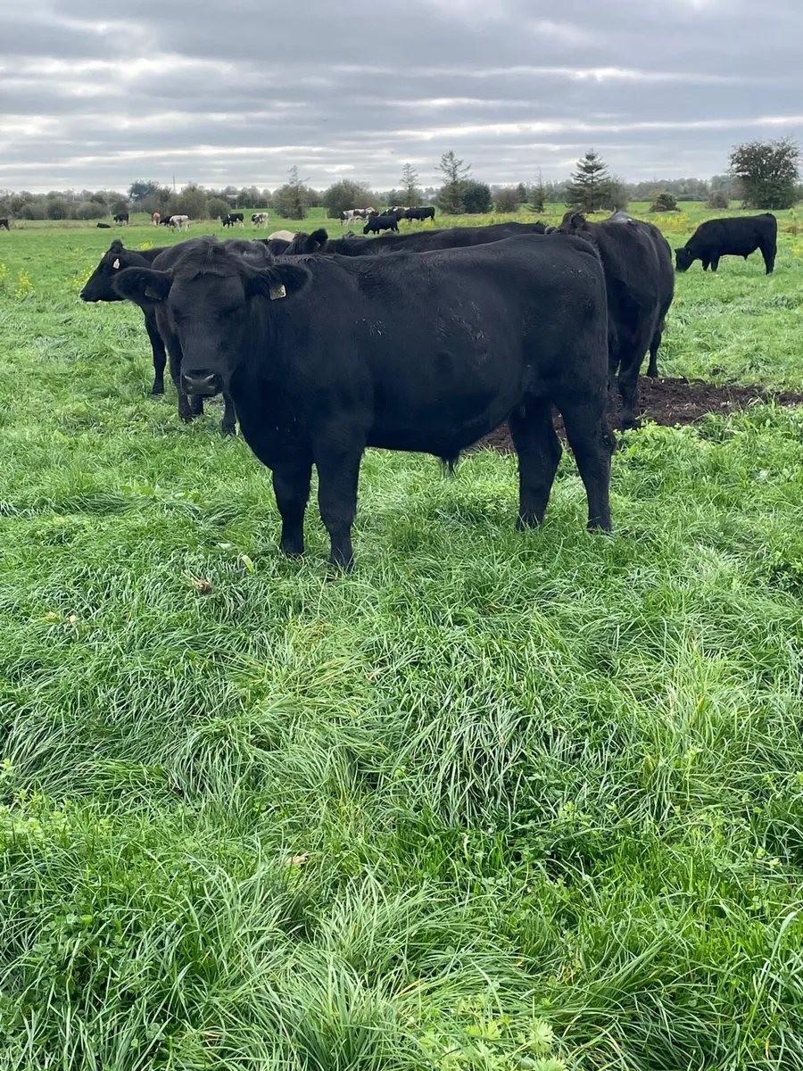 18 Angus bullocks - Image 4