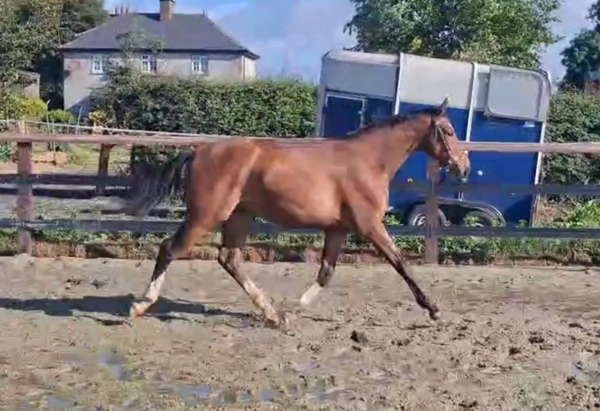 Flashy 2 year old HHS Cornet - Image 3