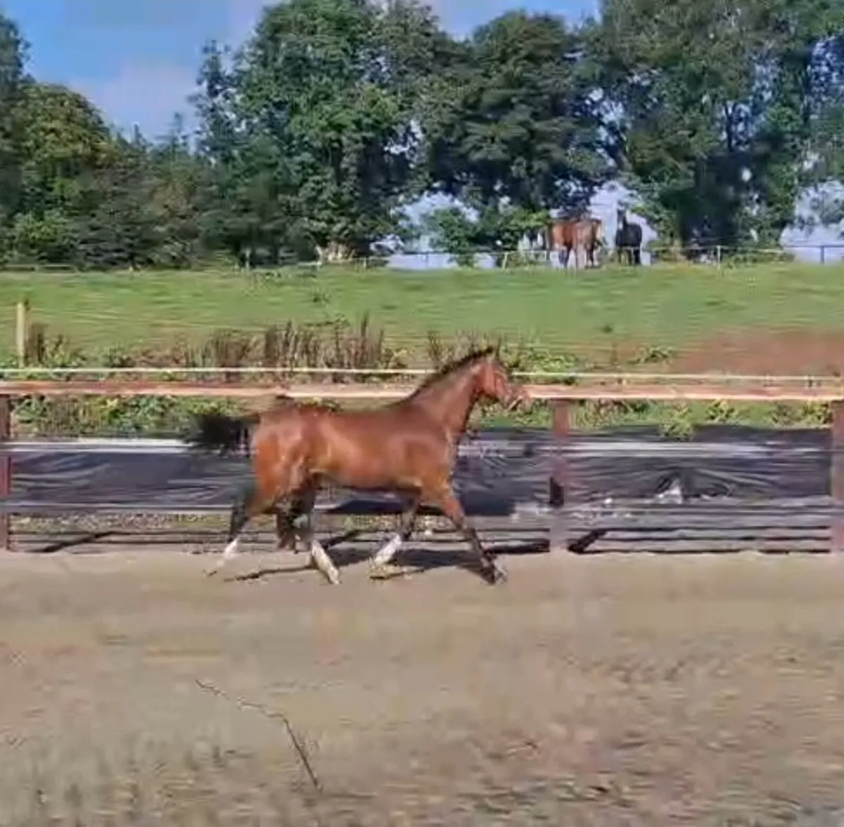 Flashy 2 year old HHS Cornet - Image 4