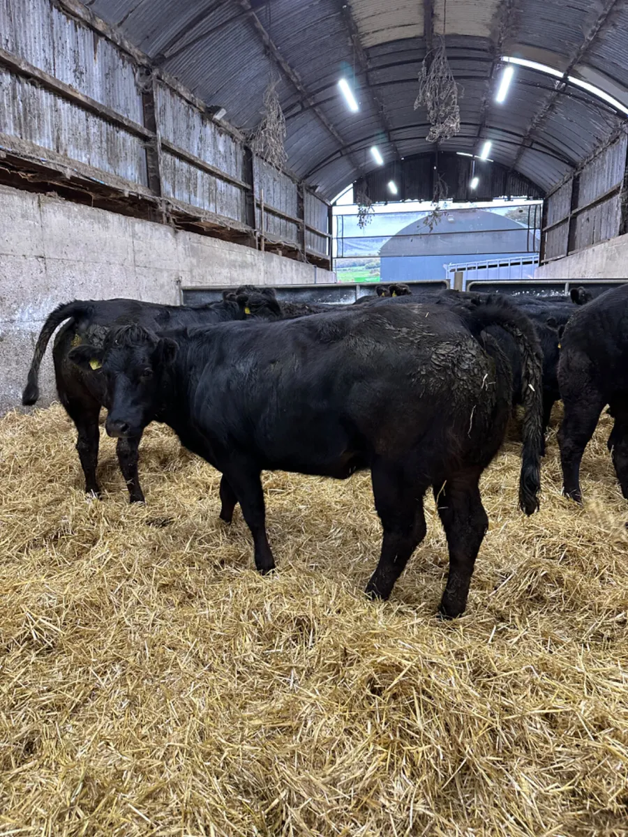 Lim heifers - Image 4