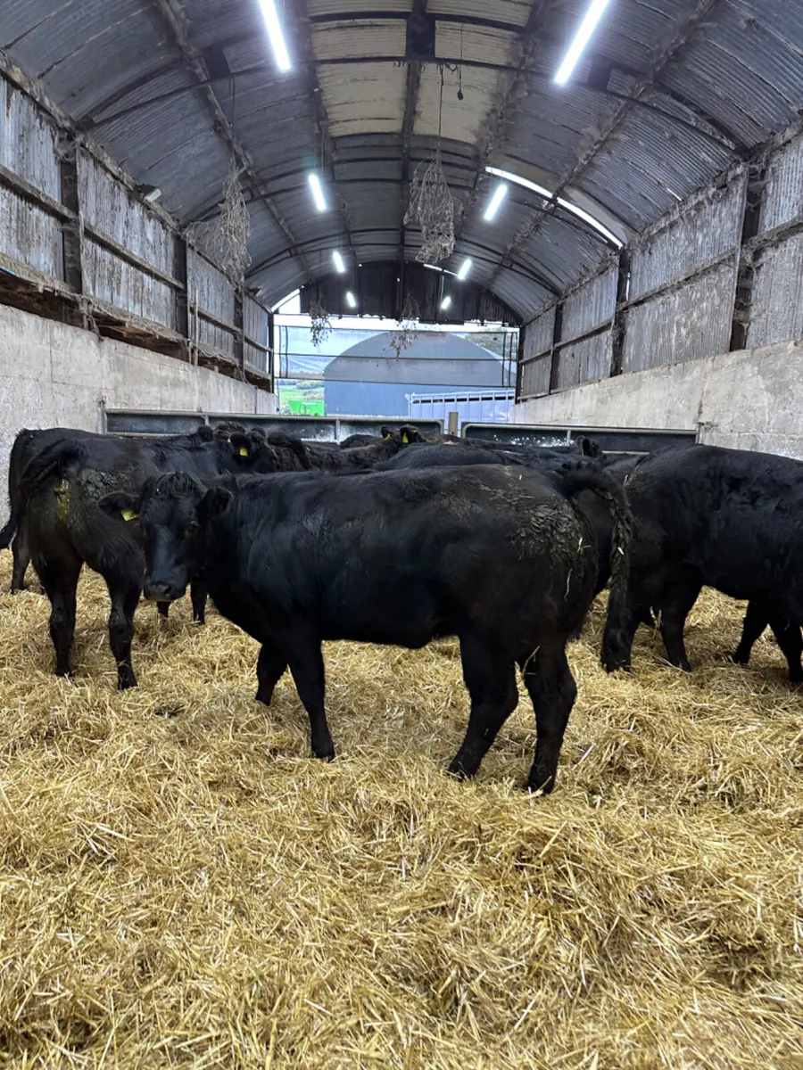 Lim heifers - Image 2