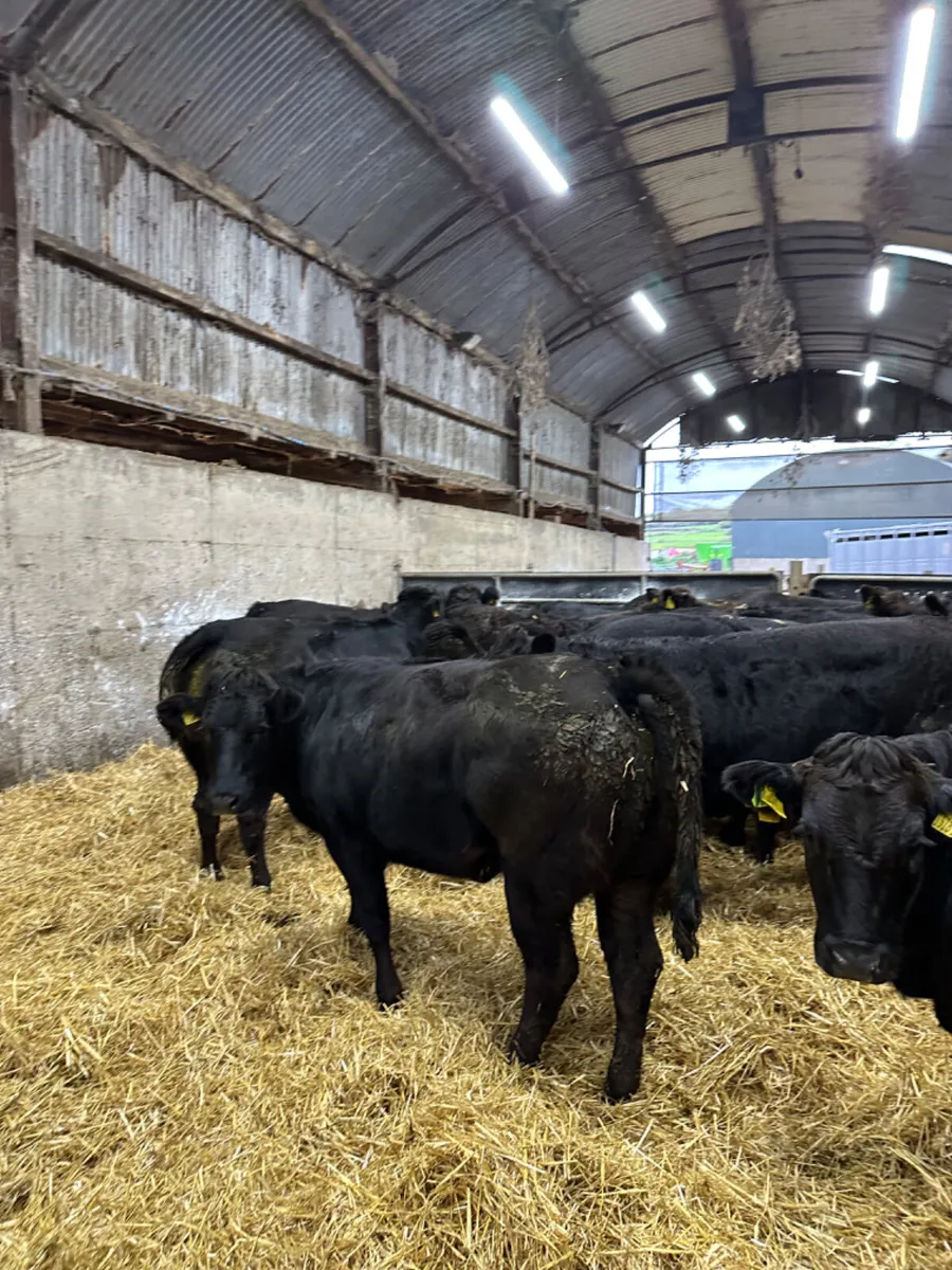 Lim heifers - Image 3