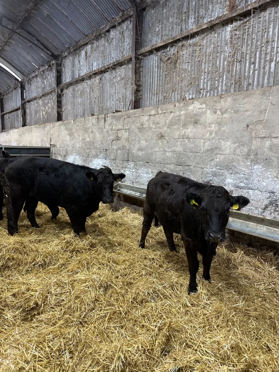 Lim heifers - Image 1