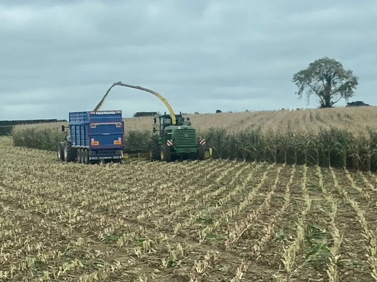 Baled Maize / Maize bales - Image 2