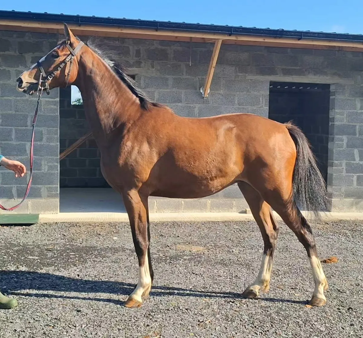 Flashy 2 year old HHS Cornet - Image 1