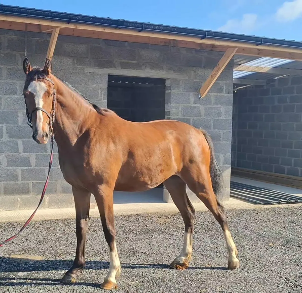 Flashy 2 year old HHS Cornet - Image 2