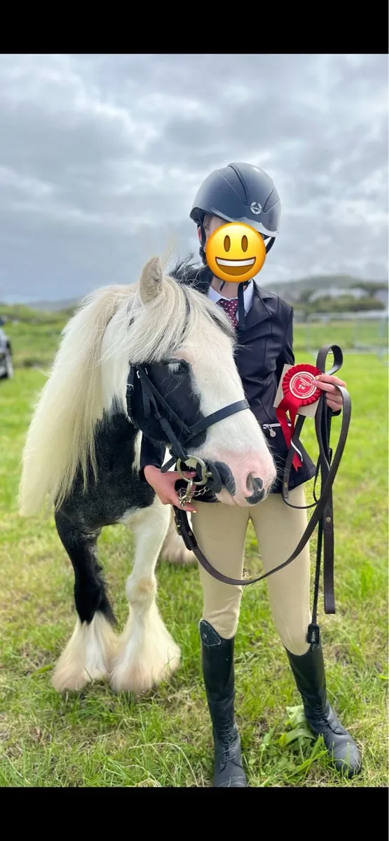 Riding cob - Image 1