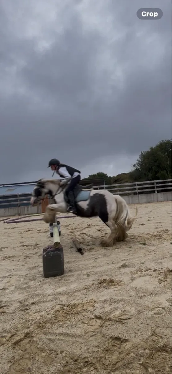 Riding cob - Image 2