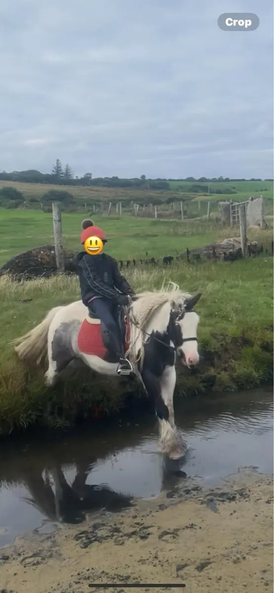 Riding cob - Image 3