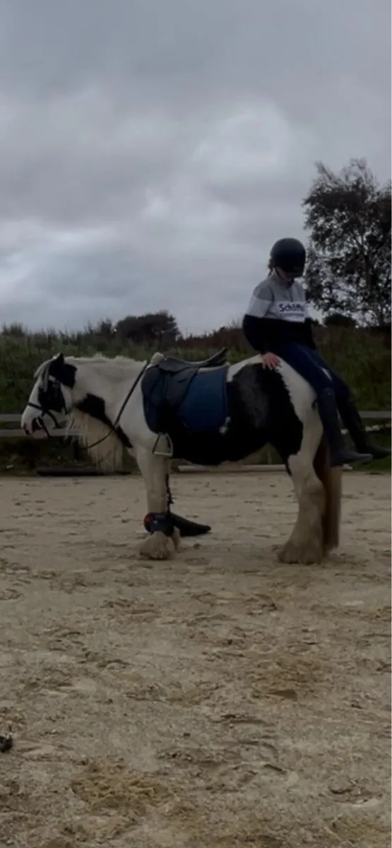 Riding cob - Image 4