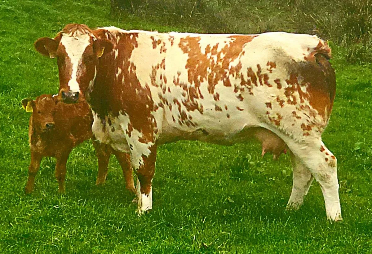 BBx first calver with her limousin heifer calf - Image 1