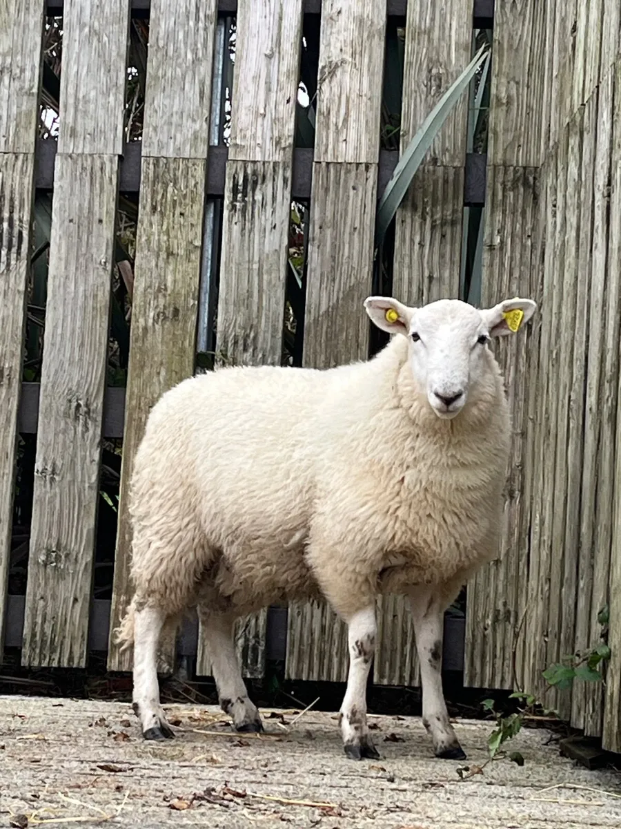 Cheviot ram lamb - Image 1