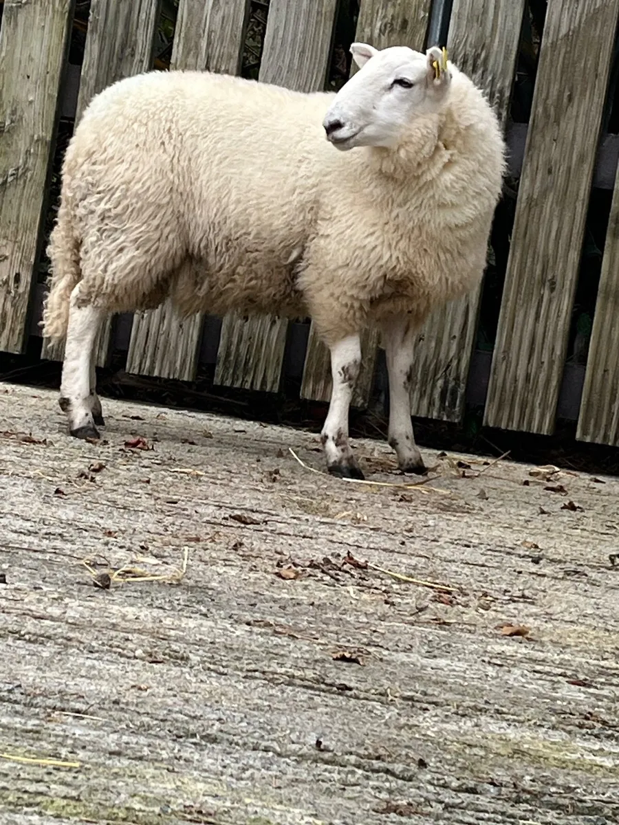 Cheviot ram lamb - Image 4