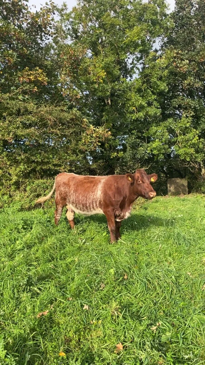 Pb shorthorn cow - Image 1