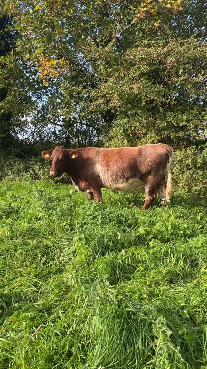 Pb shorthorn cow - Image 2