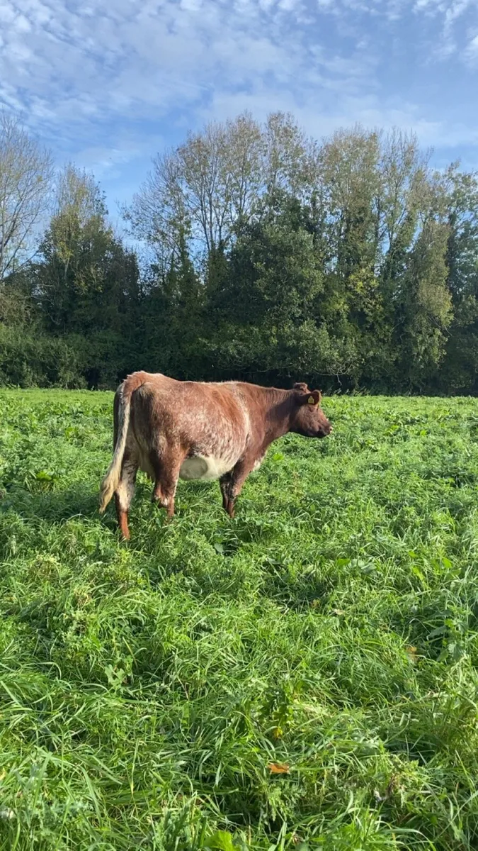 Pb shorthorn cow - Image 3