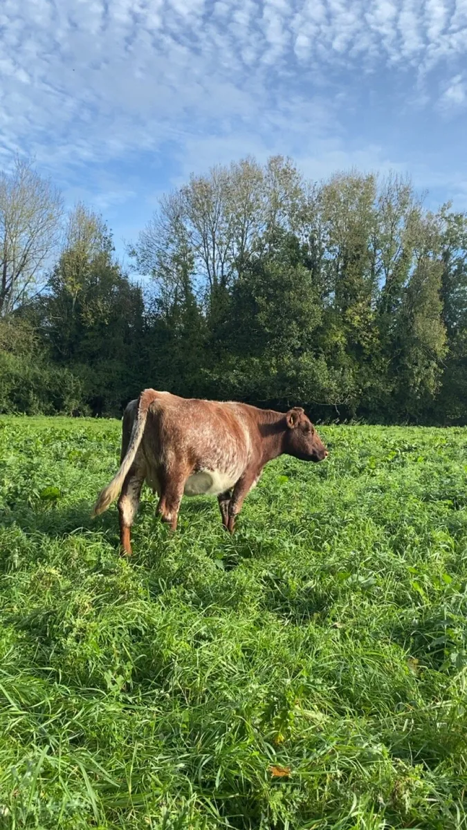 Pb shorthorn cow - Image 4