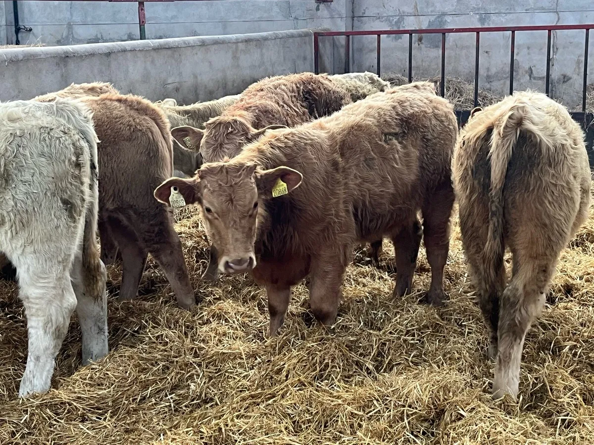 ⭐️🚨⭐️ BALLINASLOE WEANLING FAIR ⭐️🚨⭐️ - Image 2