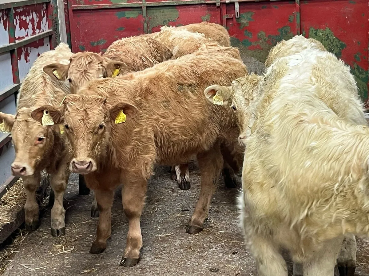 ⭐️🚨⭐️ BALLINASLOE WEANLING FAIR ⭐️🚨⭐️ - Image 3