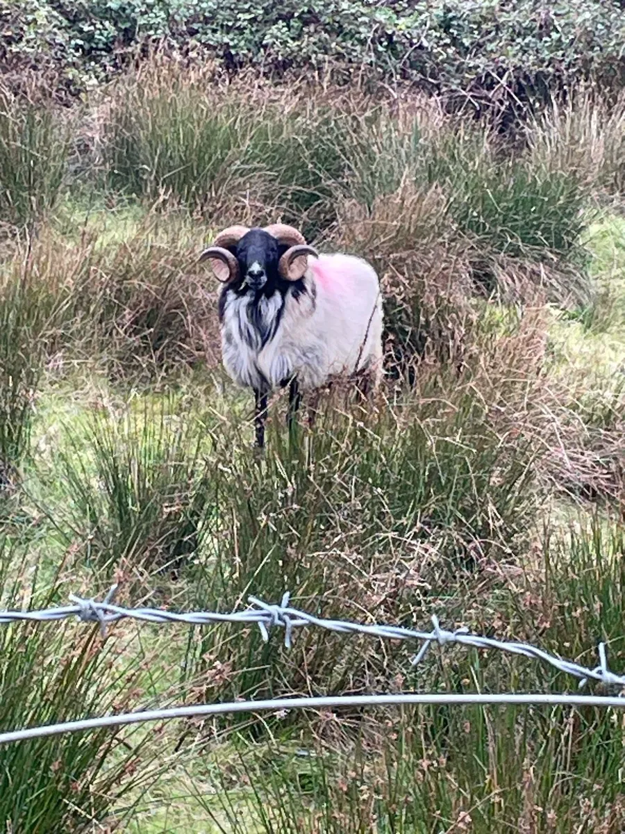 HOGGET RAMS - Image 1