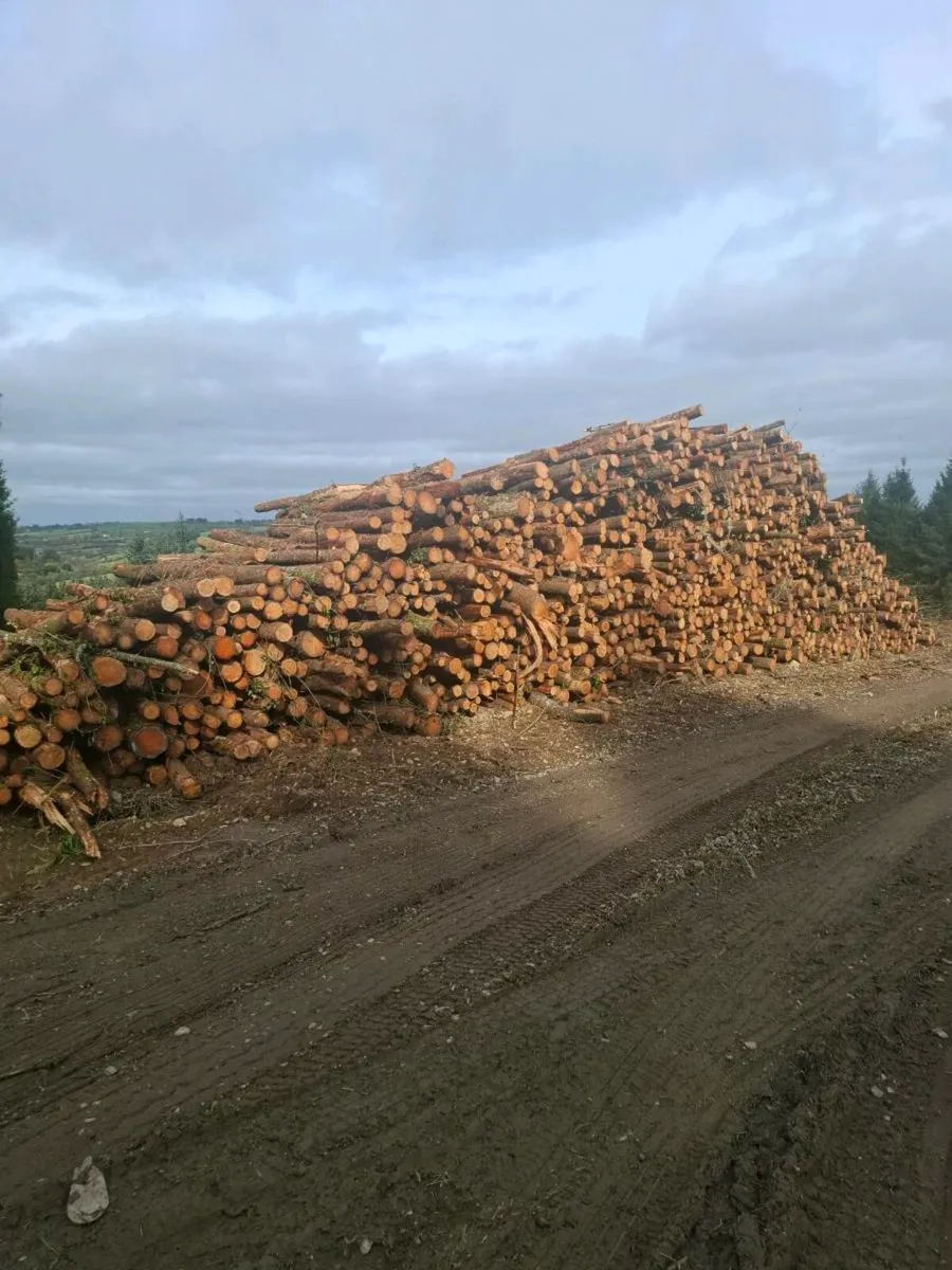 Larch Firewood - Image 2