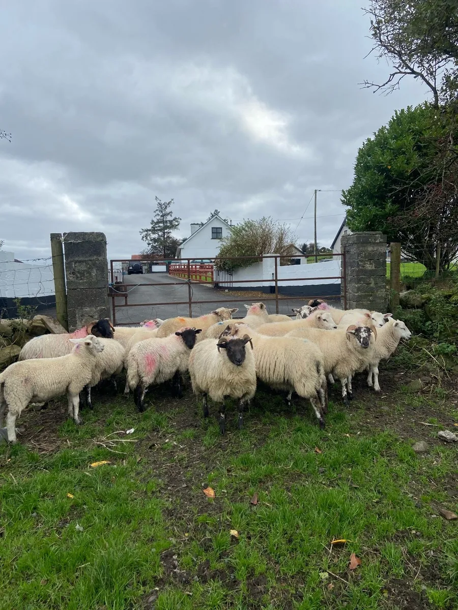 Store ram lambs - Image 1