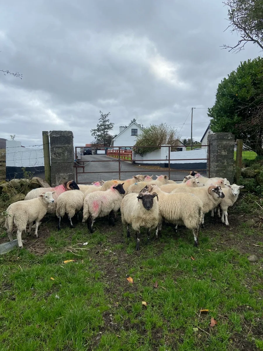 Store ram lambs - Image 2