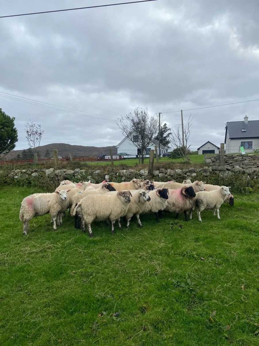 Store ram lambs - Image 3