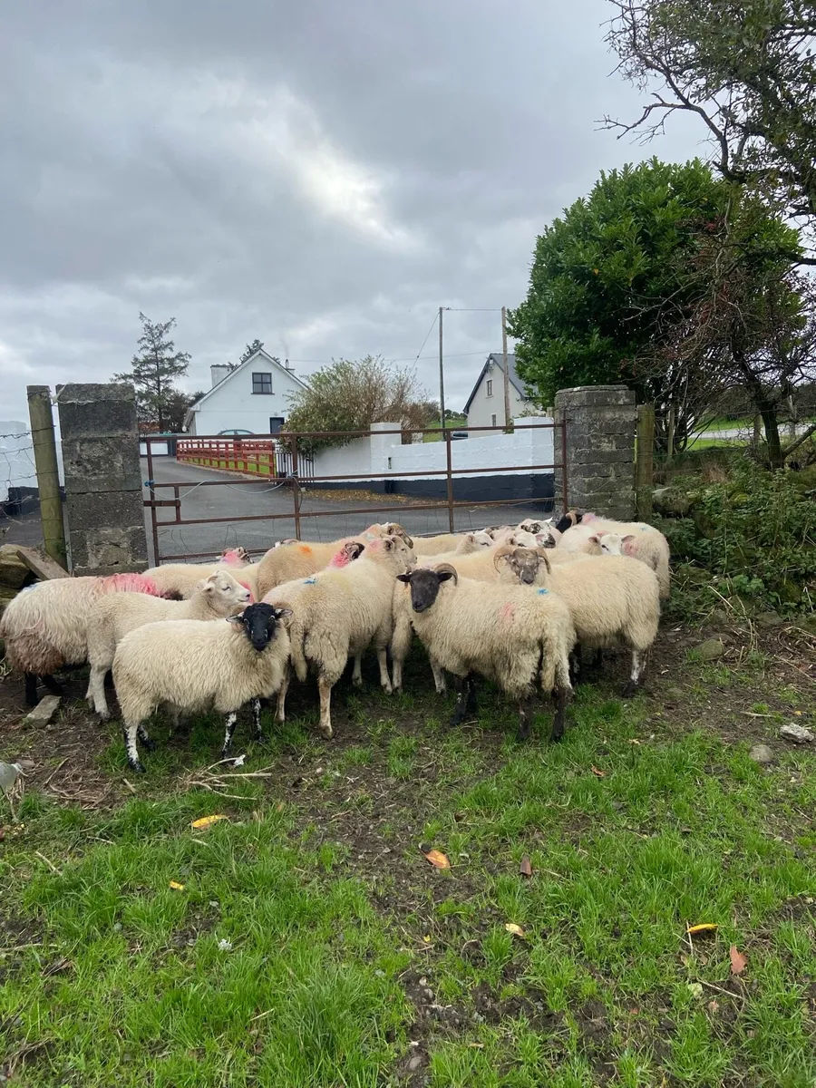 Store ram lambs - Image 4