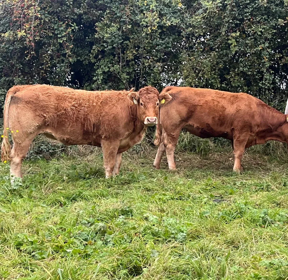 PBR Limousin Incalf Heifers - Image 2